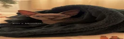 Sphynx cats for sale: Spynx kittens - Advert 2