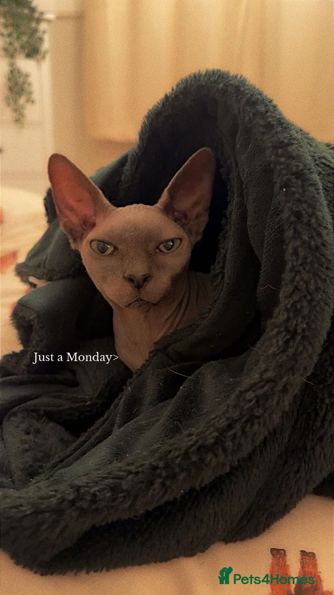 Sphynx cats for sale: Spynx kittens - Advert 2