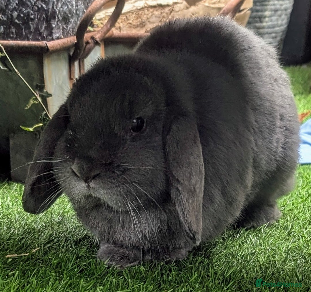 Dwarf Lop rabbits for sale: 2 female dwarf lops (spayed) - Advert 4