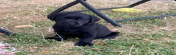 Labrador Retriever dogs for sale: Gorgeous Labrador puppies  in Tetbury - Advert 9