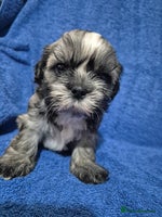 Mixed Breed dogs - Advert 8