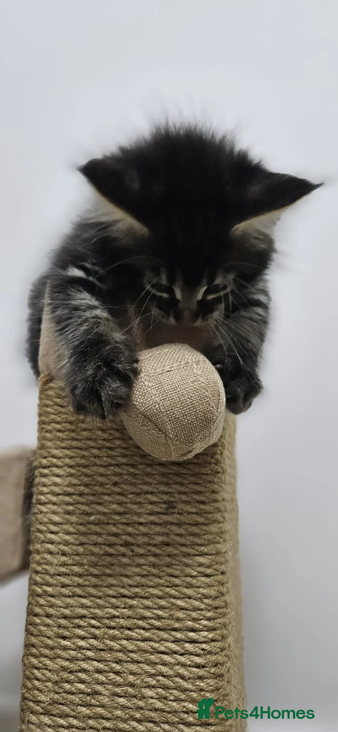 Maine Coon cats for sale: Beautiful Giant Maine coon  in Aylesbury - Advert 1