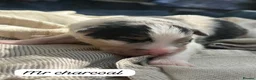 Australian Shepherd dogs for sale: Outstanding Merle/Black and Tan KC Reg Puppies  - Advert 20