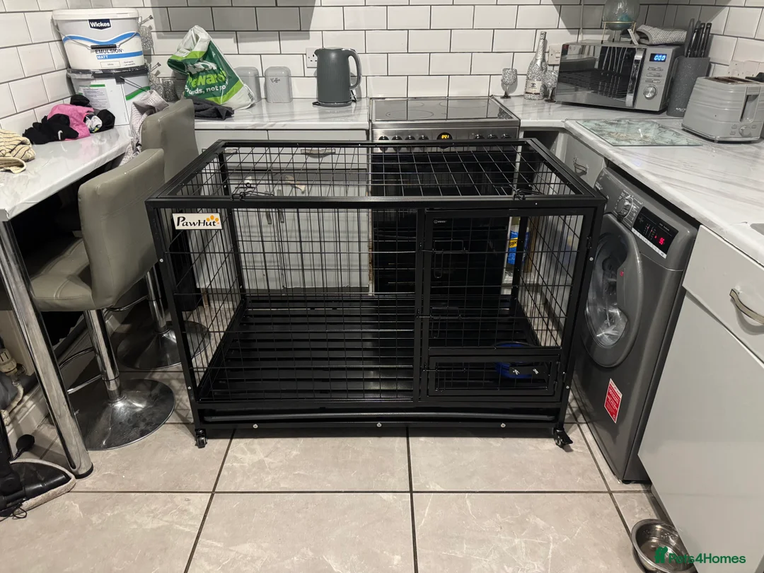 Mixed Breed dogs for sale: 8 month old deer greyhound cross bully greyhound  - Advert 4