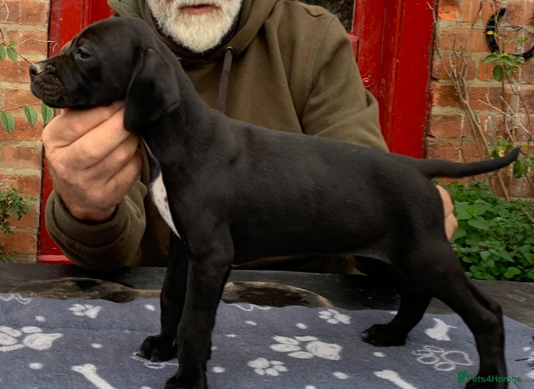 Pointer dogs for sale:  Black bitch available. - Advert 27