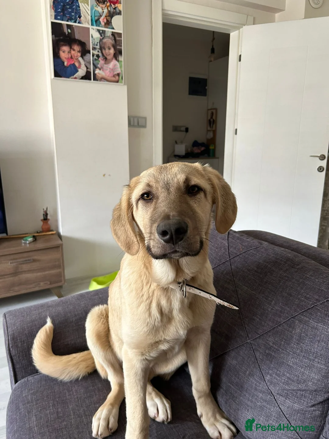 Anatolian Shepherd dogs for adoption: Teddy – 7 Months Old Gentle Anatolian Shepherd  - Advert 1