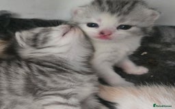 Persian cats for sale: Persian x fluffy kittens  - Image 29