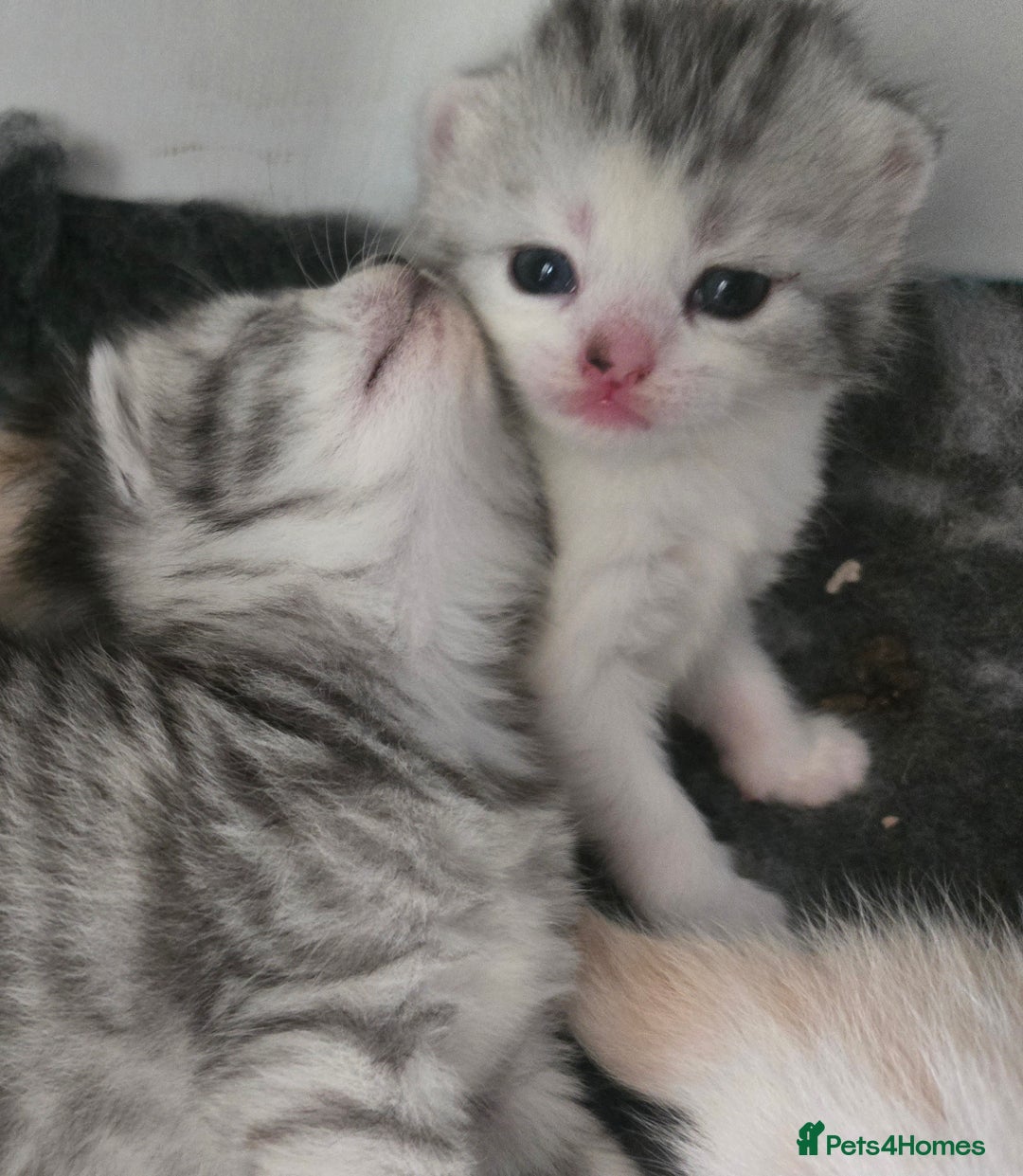 Persian cats for sale: Persian x fluffy kittens  - Image 29