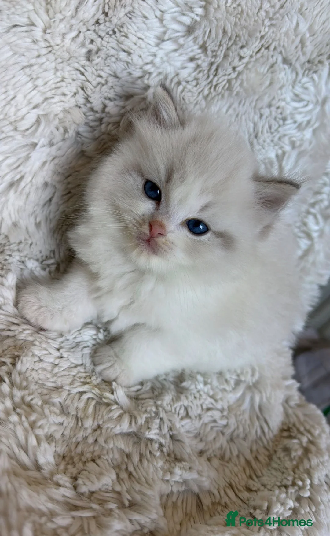 Ragdoll cats for sale: Blue Bi-Colour Lynx (European) - Advert 2