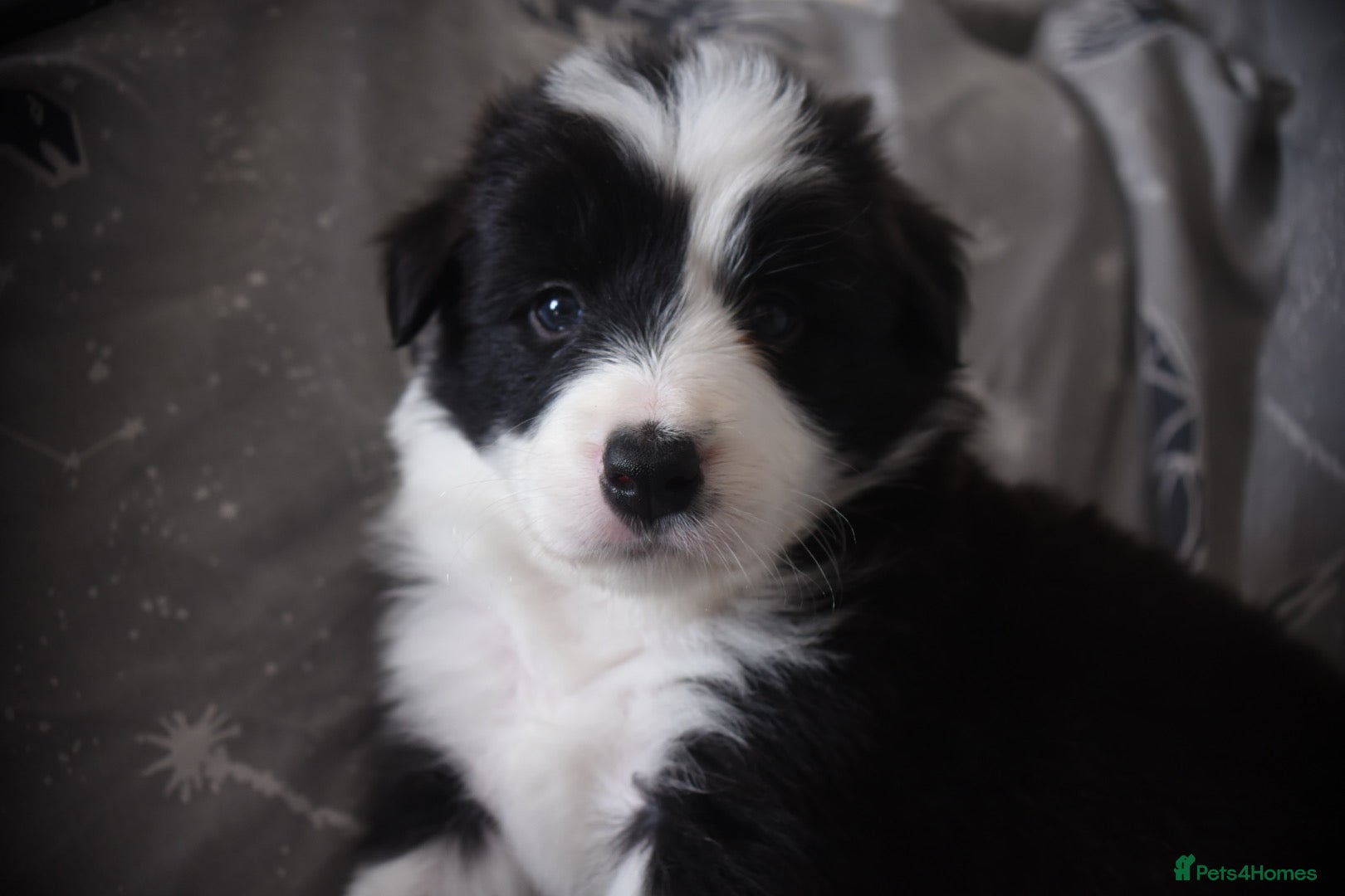 Border Collie dogs for sale: 1 health tested boy left - Advert 9