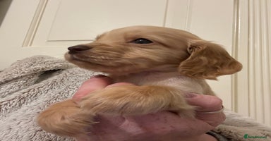 Cocker Spaniel dogs - Advert 2