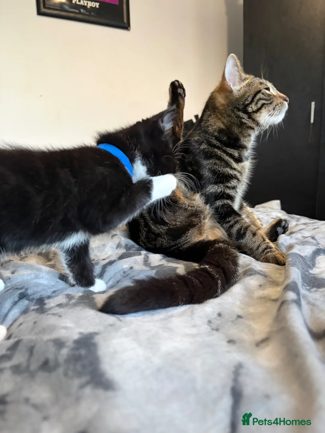British Shorthair cats for sale: Three Playful Kittens  - Advert 2