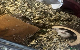 Mouse rodents for sale: Mice Babies (Hand Friendly) in Crewe - Image 7