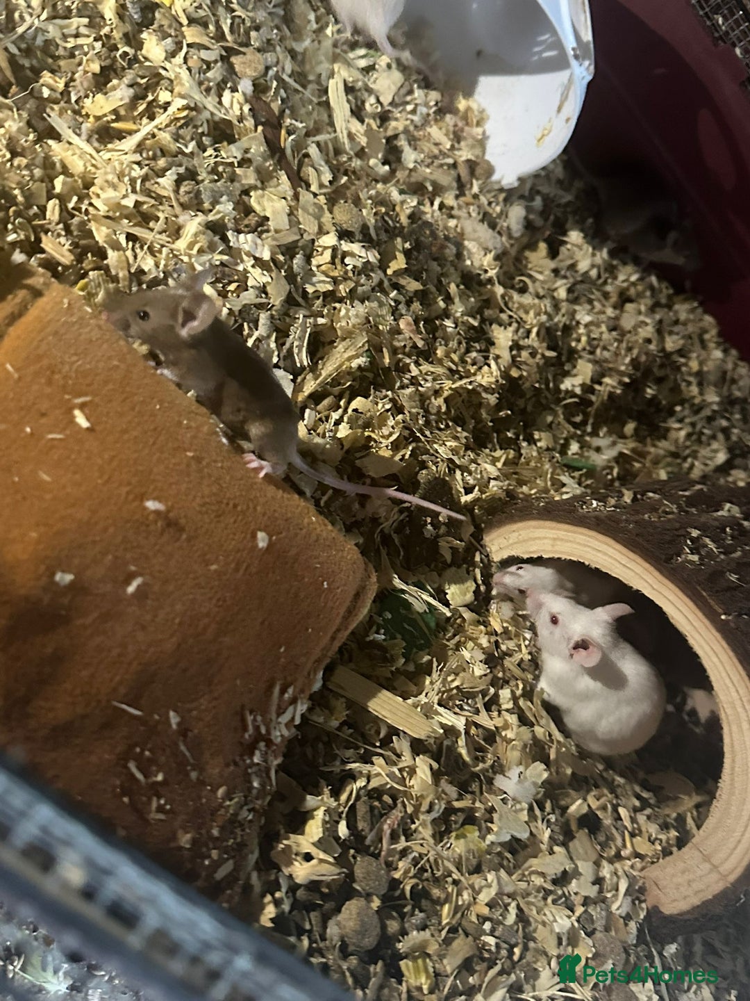 Mouse rodents for sale: Mice Babies (Hand Friendly) in Crewe - Image 7