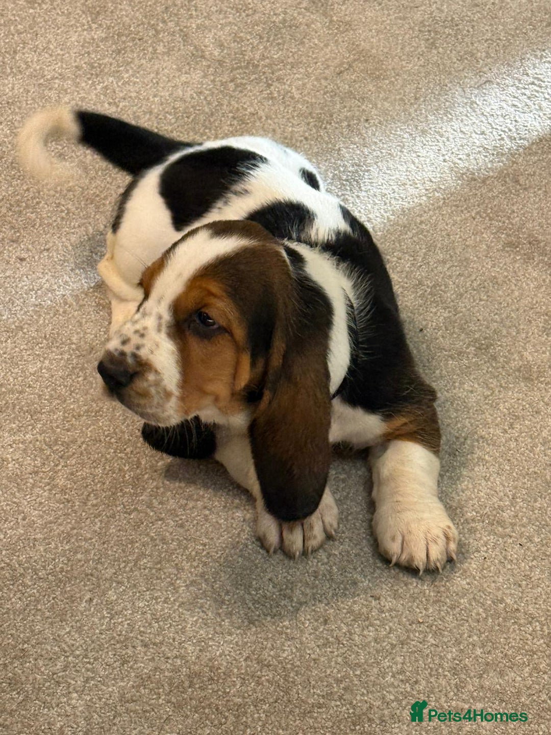 Basset Hound dogs for sale: Beautiful Basset Hound Puppies  - Image 16