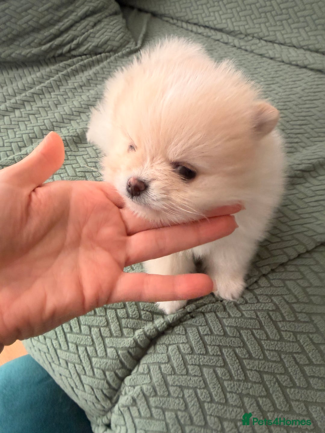 Pomeranian dogs for sale: Stunning Pomeranian Females KC reg. Russian lines - Advert 8