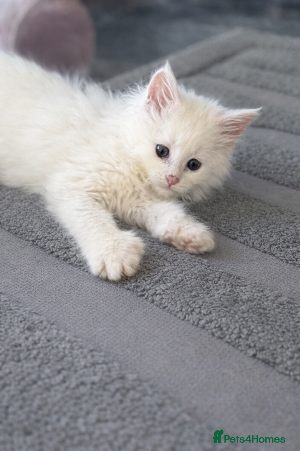 Maine Coon cats READY NOW - White Maine Coon Kitten 🩷 - Advert 5