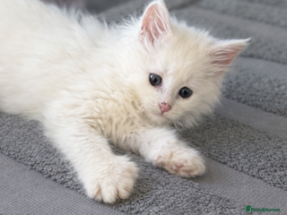Maine Coon cats READY NOW - White Maine Coon Kitten 🩷 - Advert 5