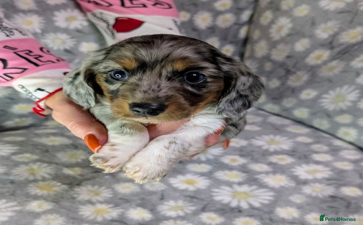 Miniature Dachshund dogs - Advert 3