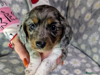 Miniature Dachshund dogs - Advert 26