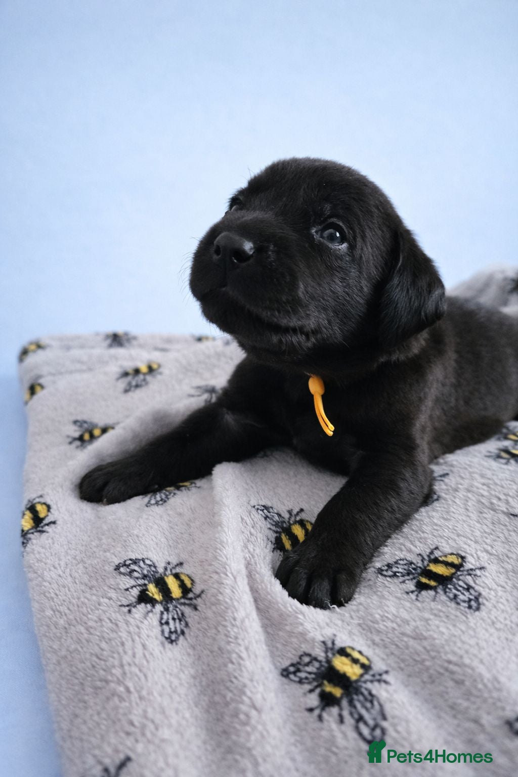Labrador Retriever dogs Black Labrador retriever puppies KC registered  - Advert 1