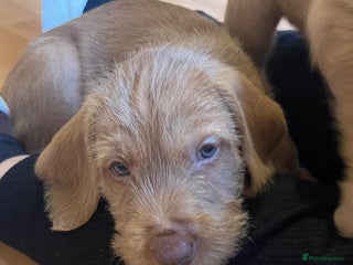 Hungarian Vizsla dogs Wirehaired Hungarian Visla puppies - Advert 2