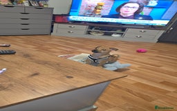 Jug dogs for sale: 🐶 3-Month-Old Male Puppy for Sale 🐾 - Image 4