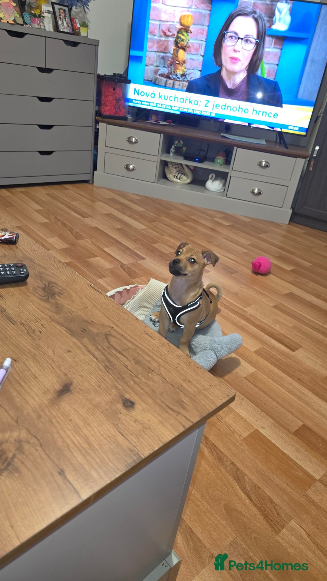 Jug dogs for sale: 🐶 3-Month-Old Male Puppy for Sale 🐾 - Image 4