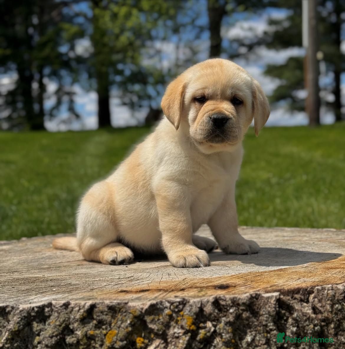 Labrador Retriever dogs stunning labrador looking for his new home - Advert 2