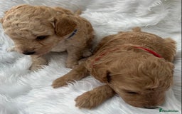 Cavapoo dogs for sale: Adorable Cavapoo Puppies - Parents Health Tested - Image 14