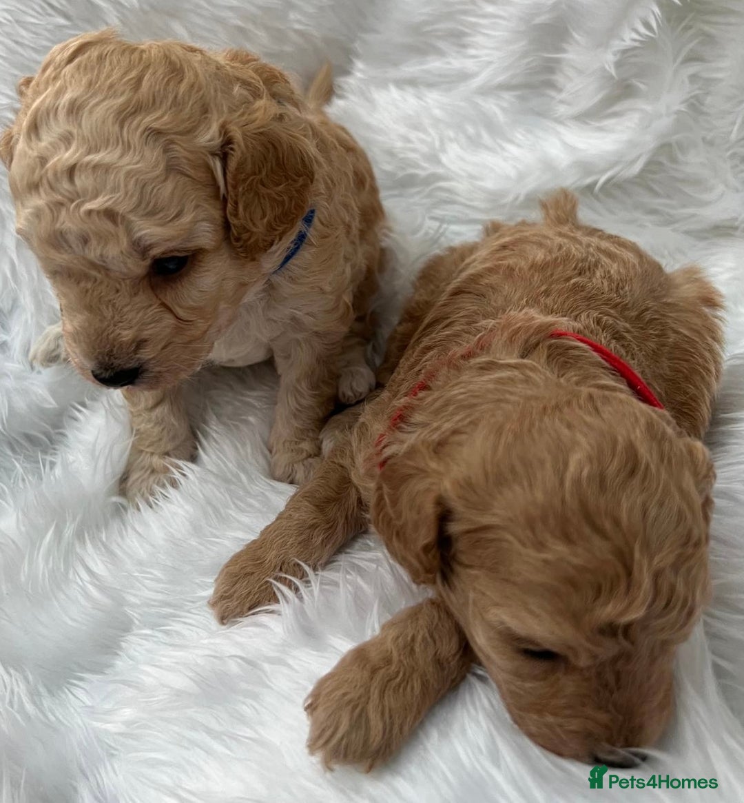 Cavapoo dogs for sale: Adorable Cavapoo Puppies - Parents Health Tested - Image 14