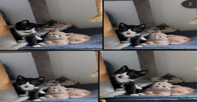 Mixed Breed cats - Advert 13