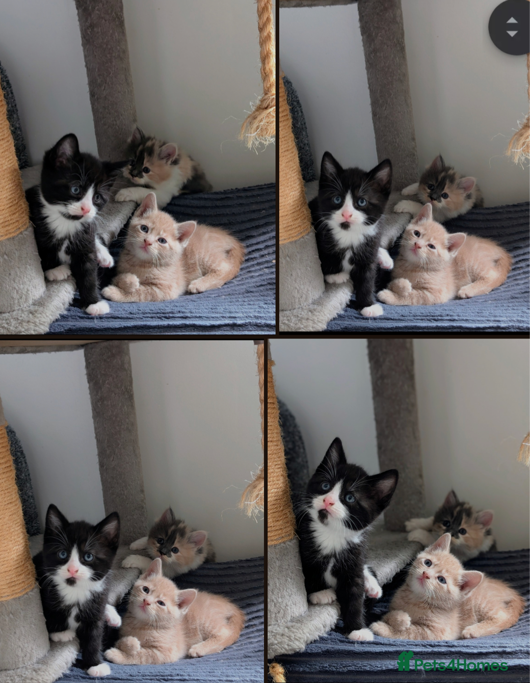Mixed Breed cats for sale: Beautiful healthy kittens - ONLY 2 AVAILABLE 😍😍 - Image 2