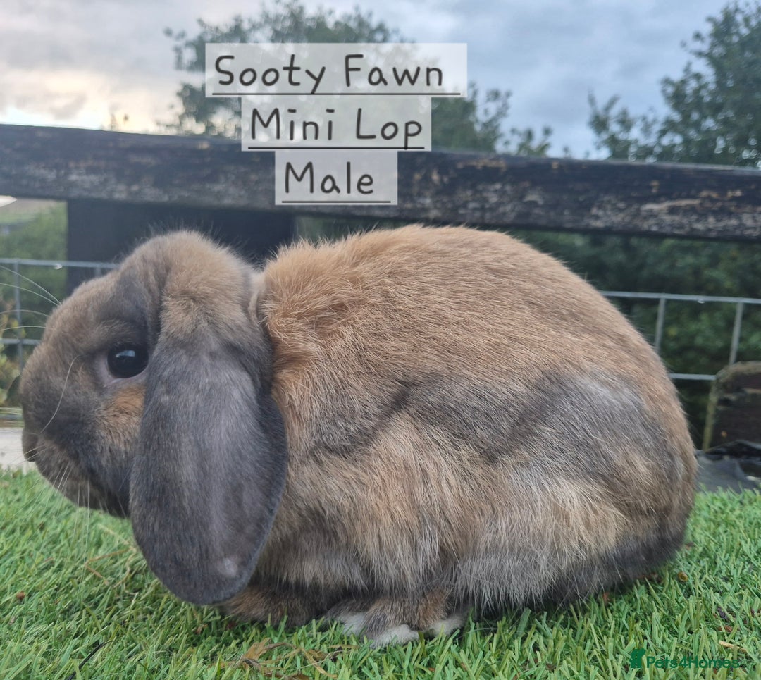 Mini Lop rabbits for sale: Various young mini lop males  - Image 8