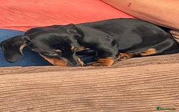 Miniature Dachshund dogs for sale: Miniature dachund - Image 6