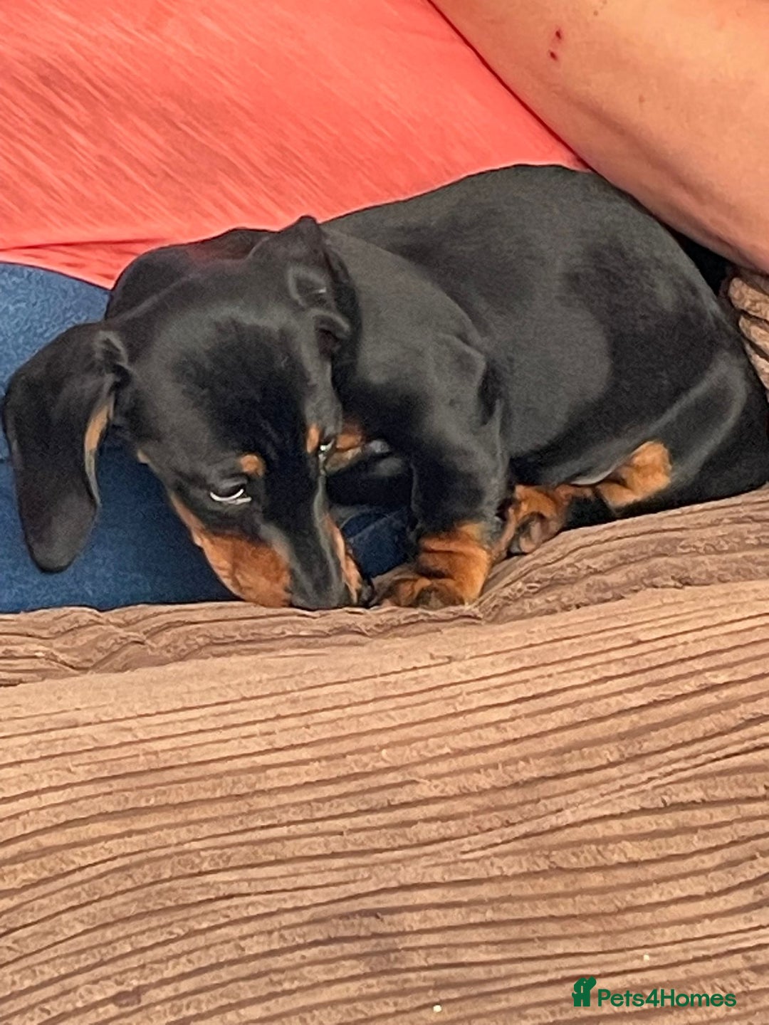 Miniature Dachshund dogs for sale: Miniature dachund - Image 6