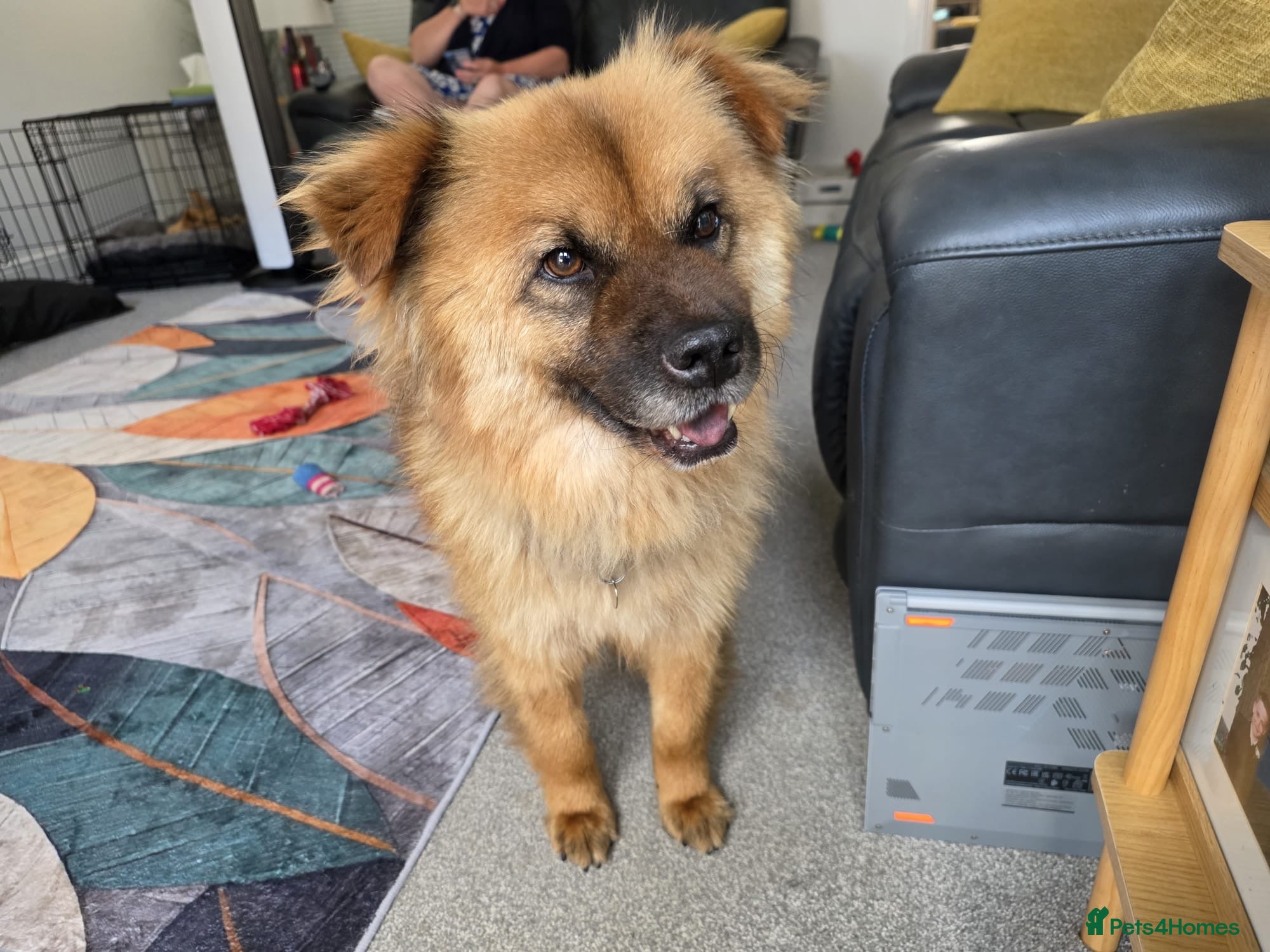 Mixed Breed dogs ALFIE, 4 yrs, 16kg, sociable, loves people & dogs - Advert 1