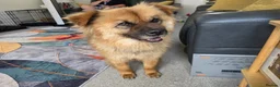 Mixed Breed dogs for adoption: ALFIE, 4 yrs, 16kg, sociable, loves people & dogs in Newark - Advert 1