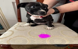 Staffordshire Bull Terrier dogs for sale: Staffordshire Bull Terrier Puppies - Image 8