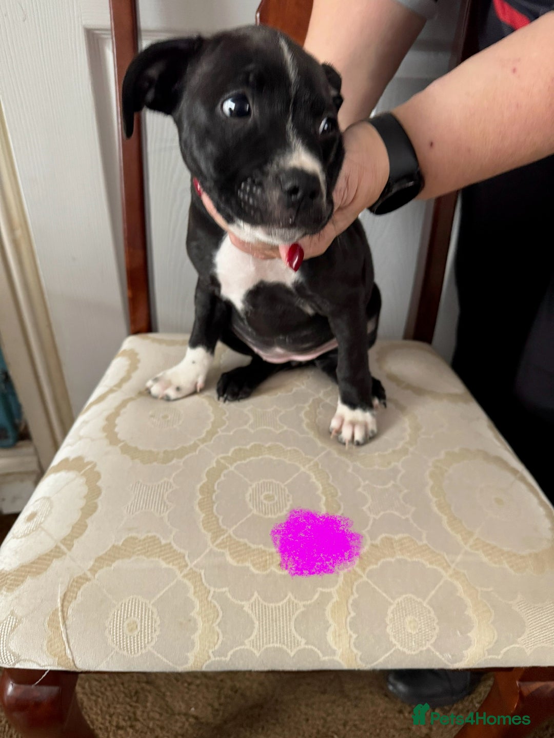 Staffordshire Bull Terrier dogs for sale: Staffordshire Bull Terrier Puppies - Image 8