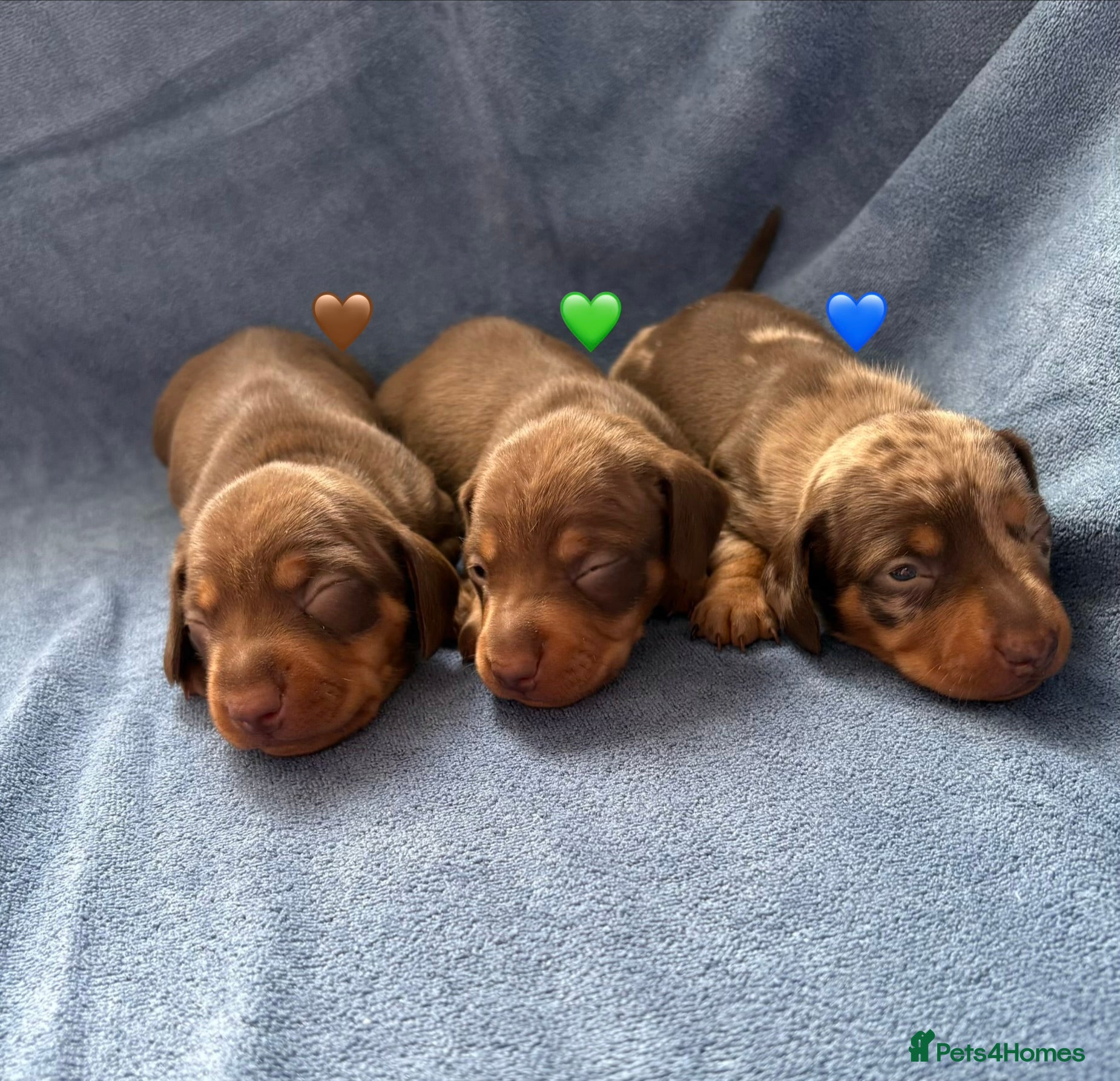 Miniature Dachshund dogs 3 Stunning Miniature Dachshund Puppies Left - Advert 7