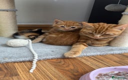 Mixed Breed cats for sale: White and ginger male kitten  - Image 3