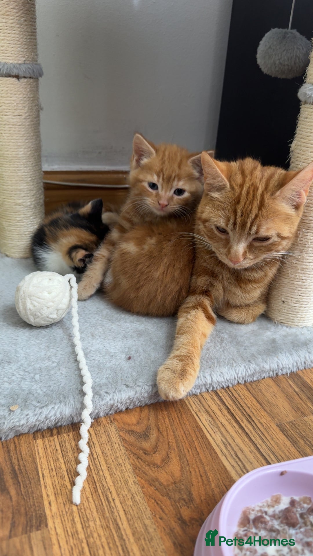 Mixed Breed cats for sale: White and ginger male kitten  - Image 3