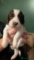 English Springer Spaniel Puppy 6