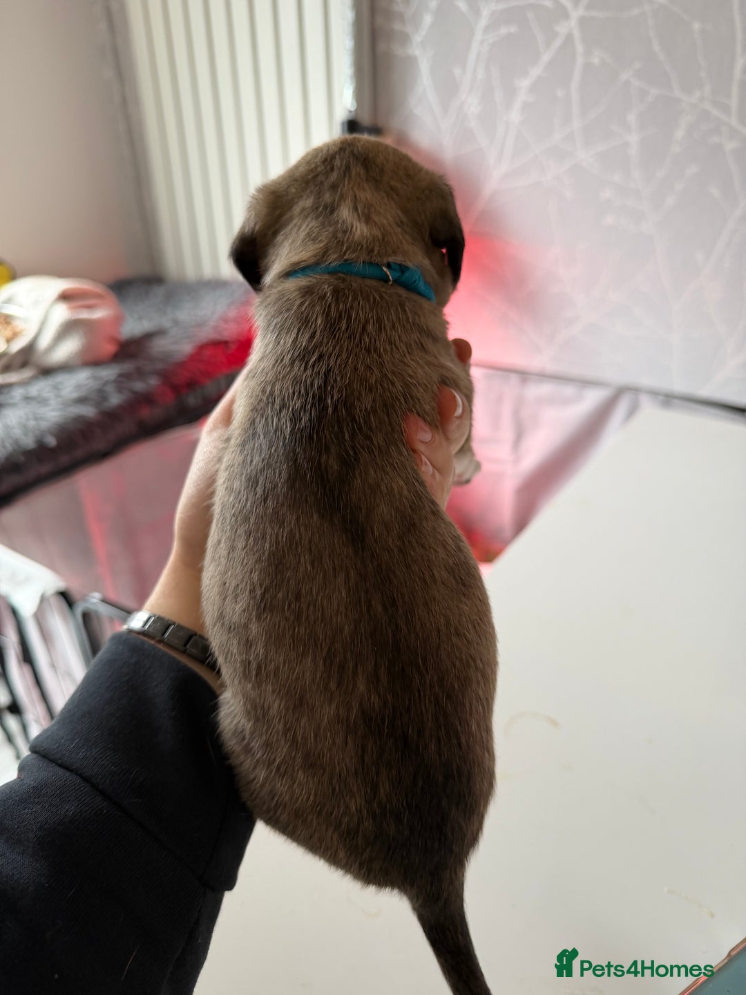 Mixed Breed dogs for sale: Bedlington x Whippet - Advert 21