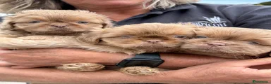 Shih Tzu 3