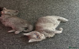 British Longhair cats for sale: (1 BOY LEFT) Grey British Longhair Kittens - Image 10