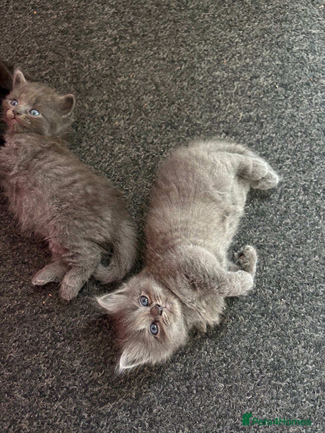 British Longhair cats for sale: (1 BOY LEFT) Grey British Longhair Kittens - Image 10