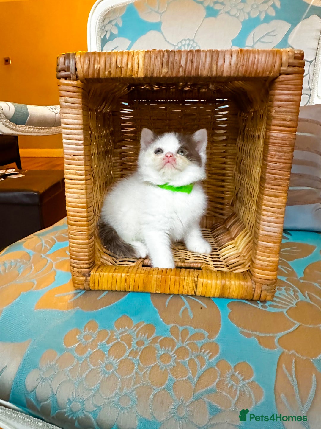 British Shorthair cats for sale: FULL PEDIGREE CHOCOLATE BI COLOUR KITTENS  - Advert 3