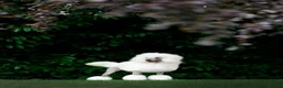Standard Poodle dogs for stud: White Standard Poodle For Stud - Advert 2